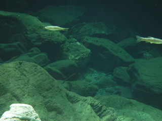 川　水中の川魚 / fish in a river