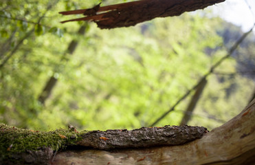 Fototapeta premium Old Fallen tree trunk wooden mossy bark natural frame at fresh forest green lanscape scenery. Nature enviroment woodlands background
