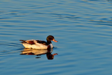 夕日を浴びながらのんびりと泳ぐツクシガモ メス