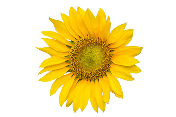 yellow sunflower isolated on white background with clipping path