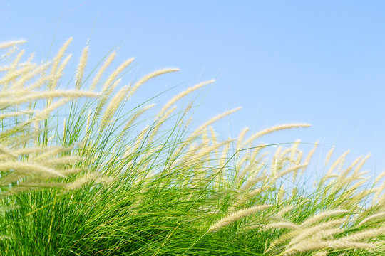 Fourtain grass in nature agent blue sky © Singha songsak