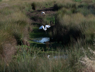 herons flying in a marsh