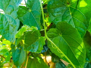 close up of green leaves natural 