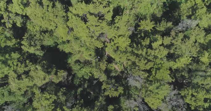 Green Forest Overhead Drone