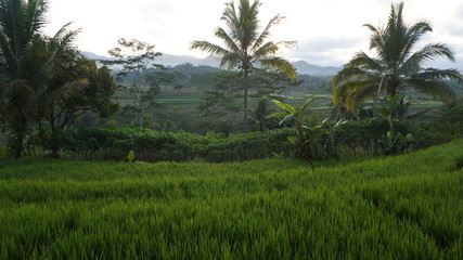 rice field in Bali indonesia