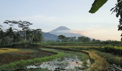 Obraz premium rice terraces in bali indonesia