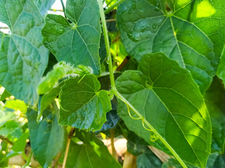close up of green leaves natural 