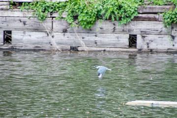 A picture of a belted kingfisher flying on the pond.    West Vancouver BC Canada 
