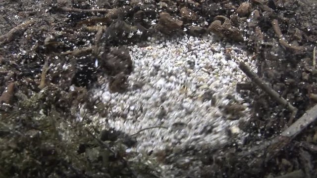 freshwater spring underwater of a river water coming out of the bottom of water from sand