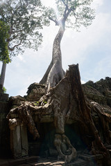 CAMBODIA:Siem Reap 遺跡の風景７
カンボジア：シェムリアップ 
海外旅行、世界一周