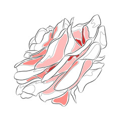 Vector graphic illustration of hand drawn beautiful rose isolated black and white, pink colors Line artistic sketch drawing, art. Print for cards, backgrounds