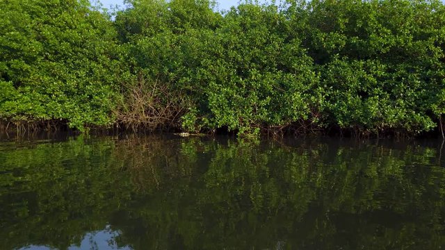 Visiting the Mangroves of La Tovara National Park. Ramsar Site, City of San Blas. Matanchen Bay, Pacific Ocean, Riviera Nayarit, Nayarit State, Mexico, Central America, America
