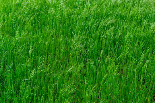 Background of young, large and lush green grass © Serhii