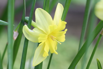 スプリットコロナスイセンの黄色い花