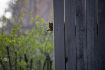 A squirrel extends its front leg while perched on a wooden fence