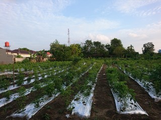 farm in the netherlands