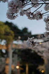 夜桜