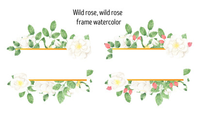 Wild rose, wild rose frame watercolor
