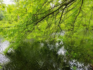 Beautiful view of a green maple tree touching the surface of a lake near Bellevue Park, Wilmington, Delaware, U.S.A