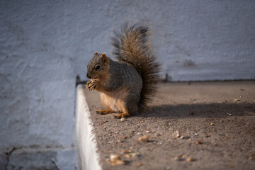 A squirrel clutches and eats a peanut while sitting on a concrete step