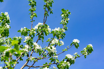 Blooming branches of Apple trees in spring, against the blue sky