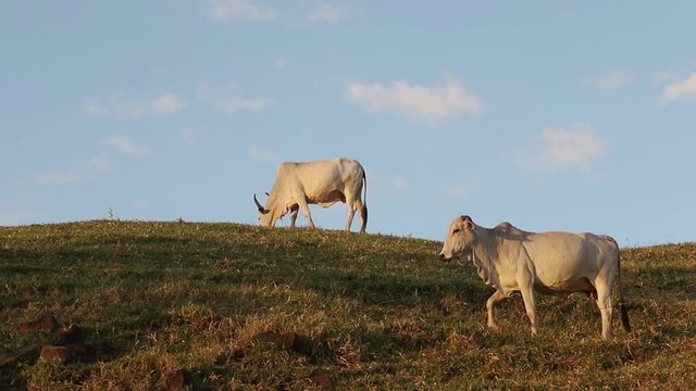 Gado Nelore bonito, pastando, sobre um fundo bonito com c&eacute;u azul, com espa&ccedil;o para texto. Gado origin&aacute;rio da &Iacute;ndia e representando 85% do gado brasileiro para produ&ccedil;&atilde;o de carne.