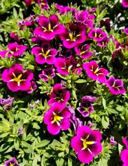 Bright purple Calibrachoa annual flowers at full bloom
