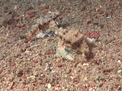 Short dragonfish (Eurypegasus draconis) underwater walking crawling underwater dragon fish ocean scenery