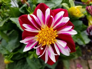 Close up of a Dahlia Starsister Red and White flower