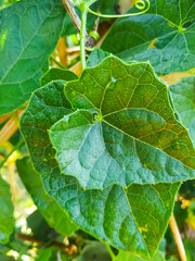 close up of green leaves natural 