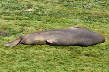 Fototapeta premium Southern elephant seal at Grytviken, South Georgia Island