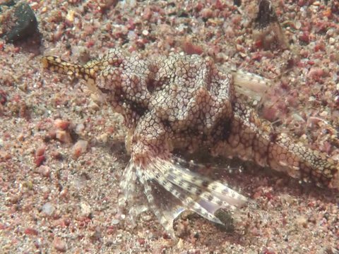 Short dragonfish (Eurypegasus draconis) underwater walking crawling underwater dragon fish ocean scenery