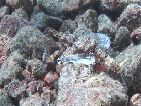 Short dragonfish (Eurypegasus draconis) underwater walking crawling underwater dragon fish ocean scenery