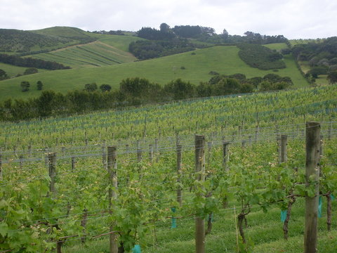 Waiheke Island 