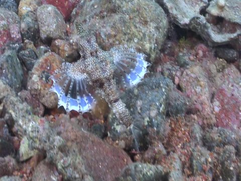 Short dragonfish (Eurypegasus draconis) underwater walking crawling underwater dragon fish ocean scenery