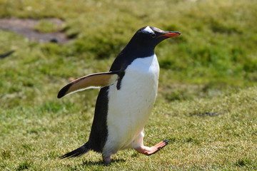 Gentoo penguin at Grytviken, South Georgia Island