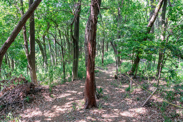 【ふるさとイメージ】神奈川県 寺家ふるさと村