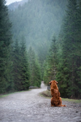 The dog sits back on a path and turns around. Nova Scotia Duck Tolling Retriever in the mountains 