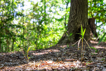 【ふるさとイメージ】神奈川県 寺家ふるさと村