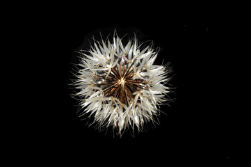 Silver puff (Uropappus lindleyi) isolated against black. Silver puffs are a type of desert dandelion.