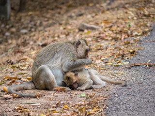 Mother and her baby along the road to Ta Prohm Temple - Siem Reap, Cambodia