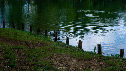 Trees, ducks on the lake in the park.
