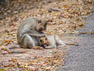 Mother and her baby along the road to Ta Prohm Temple - Siem Reap, Cambodia