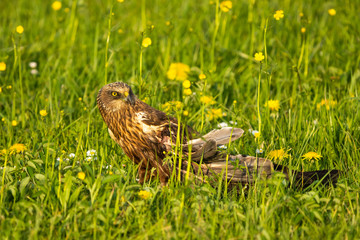 Eurasian marsh harrier with a broken wing in a meadow