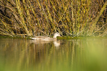 A female mallard duck on a lake