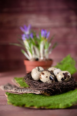 a nest full of quail eggs decorated with tree bark and moss on a wooden background