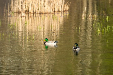 Two male mallard ducks on a lake