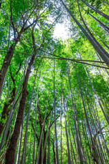 Fototapeta premium 【竹林イメージ】神奈川県 寺家ふるさと村