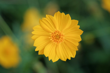 yellow flower in the garden