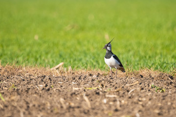 Northern lapwing in an agricultural field